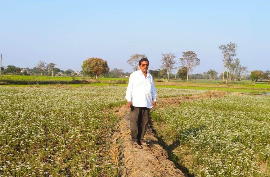 दौलतराम ने ग्रीष्मकालीन धान के बदले लगाई धनिया की फसल, किसानों के लिए बन रहा मॉडल