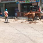सड़कों पर डेरा डाले मवेशियों पर निगम की सख्ती, दो दिनों में 12 जानवर पकड़े गए