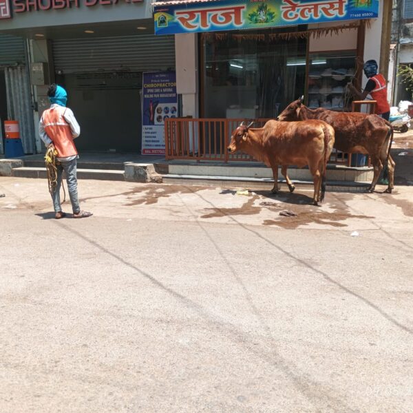 सड़कों पर डेरा डाले मवेशियों पर निगम की सख्ती, दो दिनों में 12 जानवर पकड़े गए
