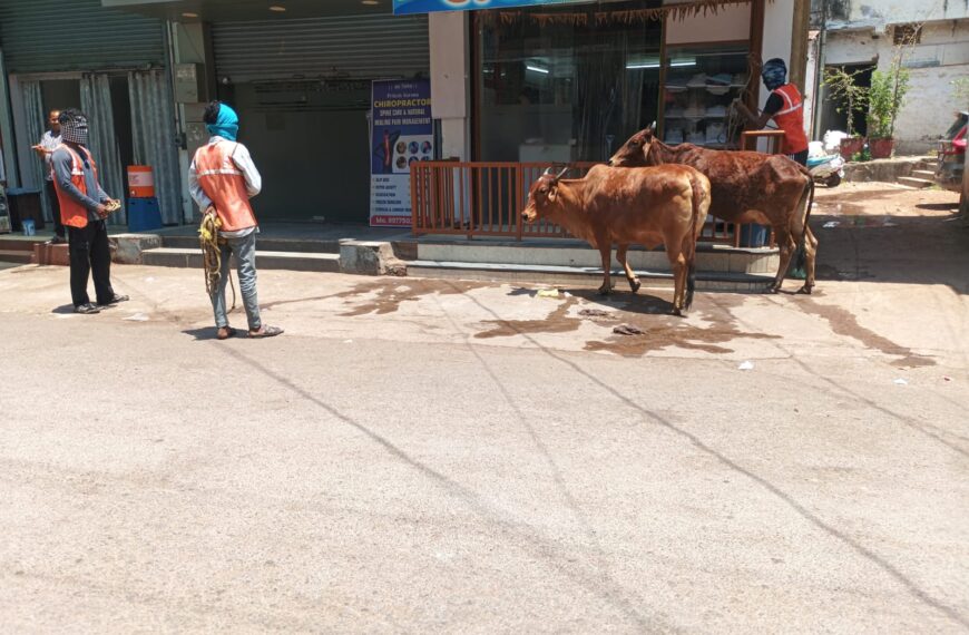सड़कों पर डेरा डाले मवेशियों पर निगम की सख्ती, दो&hellip;
