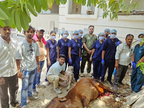 राजनांदगांव में मानवता की मिसाल : कड़ी धूप में डेढ़ घंटे की सर्जरी, डॉ. तरुण रामटेके की टीम ने बचाई गौ माता और बछड़े की जान