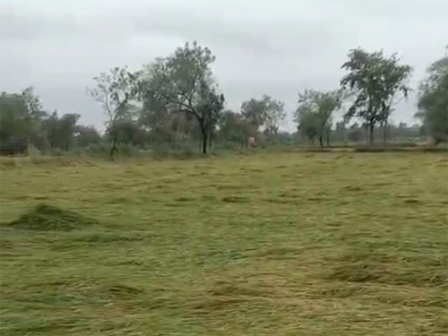 छुरिया में बेमौसम बारिश और आंधी-तूफान का कहर : खेतों में बिछी पककर तैयार धान की फसल, किसानों पर टूटी दोहरी मार